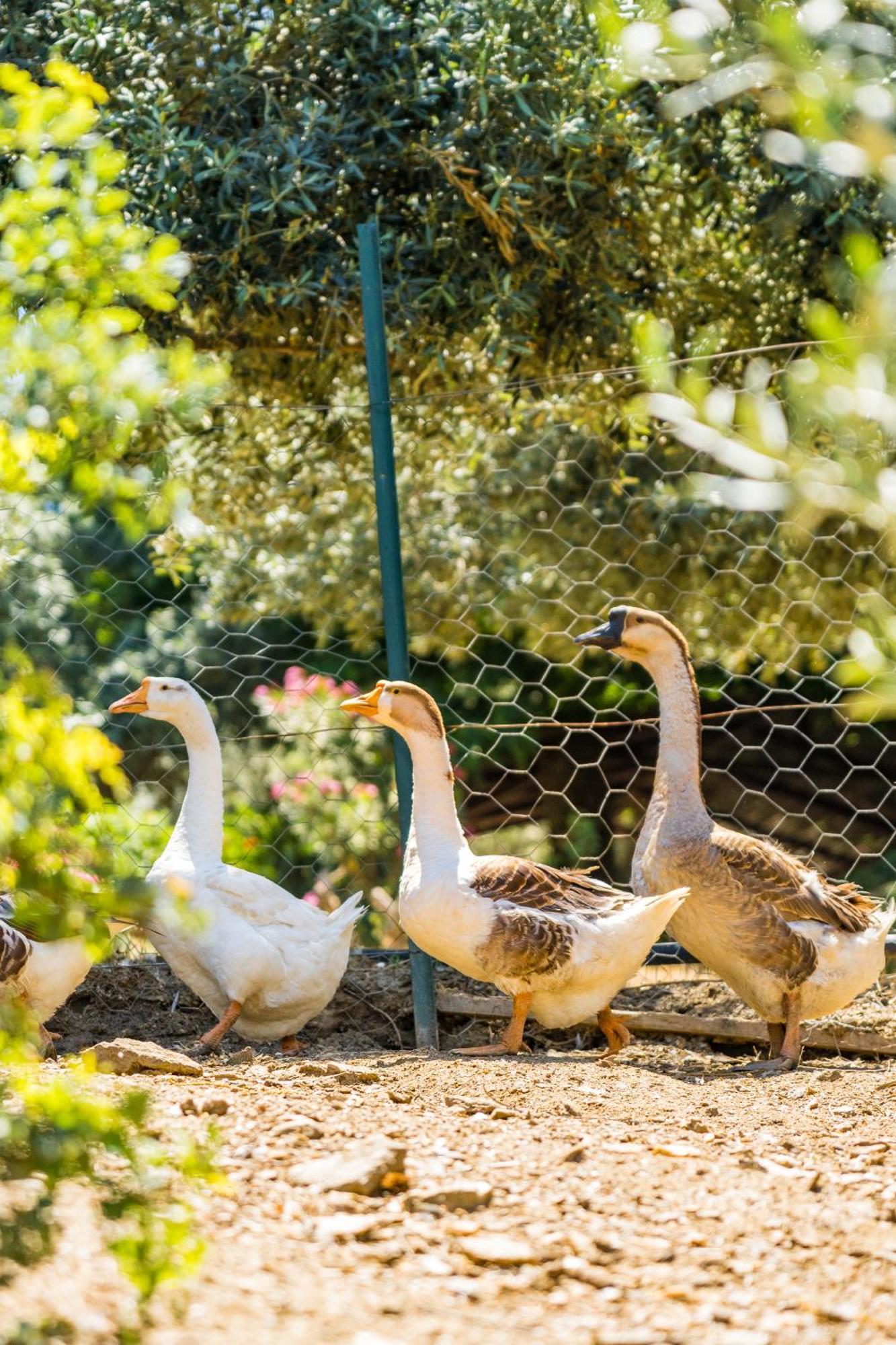 Gullu Konaklari Selcuk Exteriér fotografie